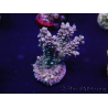 WYSIWYG Acropora 15C4 Australie acclimaté led