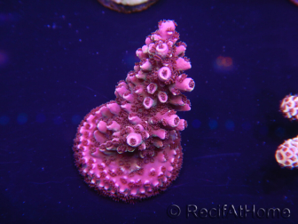 WYSIWYG Acropora 15D2 Australia acclimatato a led