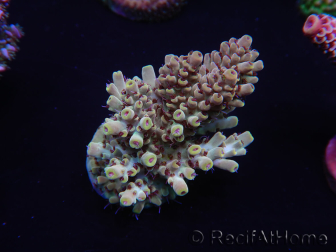 WYSIWYG Acropora tenuis 15D5 Maricultura acclimatata a led