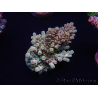 WYSIWYG Acropora tenuis 15D5 Maricultura acclimatata a led