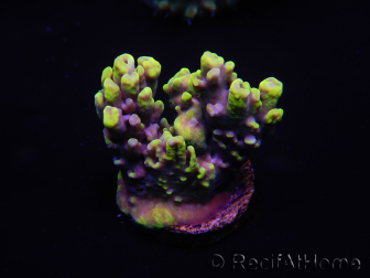 WYSIWYG Acropora tenuis 15E3 Maricoltura acclimatata a LED