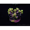 WYSIWYG Acropora tenuis 15E3 Maricoltura acclimatata a LED