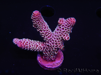 WYSIWYG Acropora tenuis 15E4 Mariculture acclimated LED