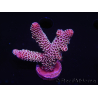 WYSIWYG Acropora tenuis 15E4 Mariculture acclimated LED