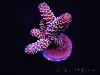 WYSIWYG Acropora millepora 15E6 Mariculture acclimaté led