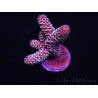 WYSIWYG Acropora millepora 15E6 Mariculture acclimaté led