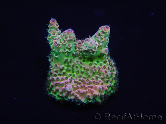 WYSIWYG Acropora 15E7 Australia aclimatado led