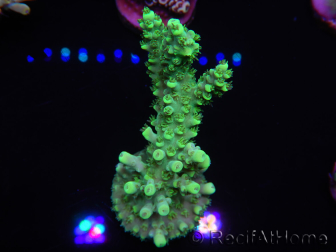 WYSIWYG Acropora spathulata 15F2 Australia acclimatata LED