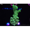 WYSIWYG Acropora spathulata 15F2 Australia acclimatata LED