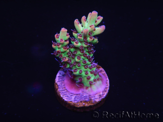 WYSIWYG Acropora 15F4 Australia acclimatata led