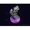 WYSIWYG Acropora 15F4 Australia acclimatata led