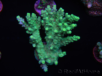 WYSIWYG Acropora 15G4 Australie acclimaté led