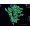 WYSIWYG Acropora 15G4 Australie acclimaté led