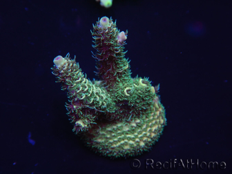 WYSIWYG Acropora 15H1 Australia acclimatato led