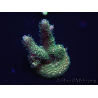 WYSIWYG Acropora 15H1 Australia acclimatato led