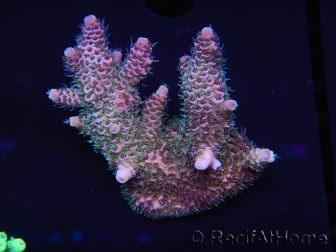 WYSIWYG Acropora millepora 15H4 Maricoltura acclimatata a led