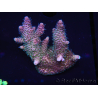 WYSIWYG Acropora millepora 15H4 Maricoltura acclimatata a led