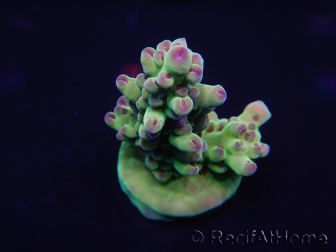 WYSIWYG Acropora millepora 15H9 Maricultura acclimatata a LED