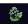 WYSIWYG Acropora millepora 15H9 Maricultura acclimatata a LED