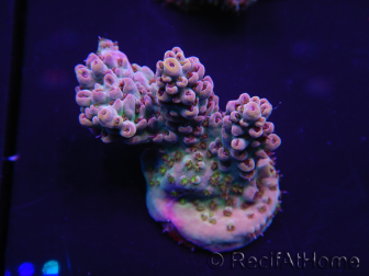 WYSIWYG Acropora rosaria 15I8 Maricultura acclimatata a LED