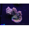 WYSIWYG Acropora rosaria 15I8 Maricultura acclimatata a LED