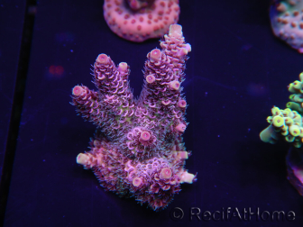 WYSIWYG Acropora rosaria 15I6 Marikultur akklimatisiert LED