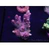 WYSIWYG Acropora rosaria 15I6 Mariculture acclimated LED