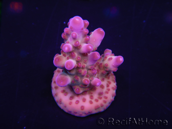 WYSIWYG Acropora tortuosa 15I5 Aquakultur akklimatisiert LED