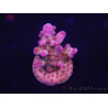 WYSIWYG Acropora tortuosa 15I5 Maricultura aclimatada led