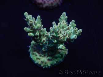 WYSIWYG Acropora robusta 15I2 Mariculture acclimated LED