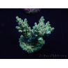 WYSIWYG Acropora robusta 15I2 Maricultura aclimatada led