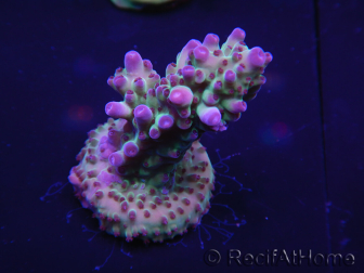 WYSIWYG Acropora robusta 15I1 Mariculture acclimaté led