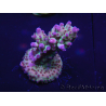 WYSIWYG Acropora robusta 15I1 Mariculture acclimaté led