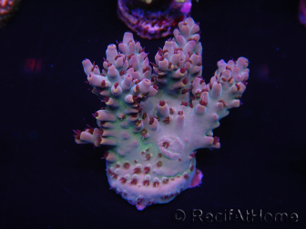 WYSIWYG Acropora spathulata 15J2 Australia acclimatato LED