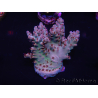 WYSIWYG Acropora spathulata 15J2 Australien akklimatisiert LED