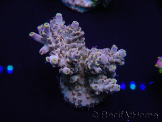 WYSIWYG Acropora rosaria 15J5 Maricoltura acclimatata led