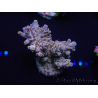 WYSIWYG Acropora rosaria 15J5 Mariculture acclimated LED