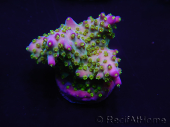 WYSIWYG Acropora millepora 15K7 Mariculture acclimated LED