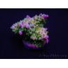 WYSIWYG Acropora millepora 15K7 Maricoltura acclimatato led