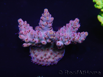 WYSIWYG Acropora 15L3 Maricoltura acclimatata a led