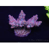 WYSIWYG Acropora 15L3 Maricoltura acclimatata a led