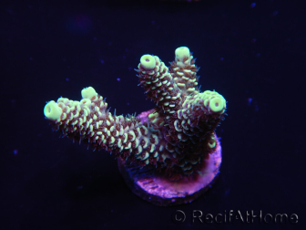 WYSIWYG Acropora aculeus 15M1 Australien eingewöhnt unter LED.