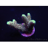 WYSIWYG Acropora spathulata 15M1 Australia aclimatado led