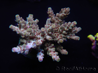 WYSIWYG Acropora aculeus 15M3 Australia aclimatado led