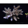 WYSIWYG Acropora aculeus 15M3 Australia acclimated LED