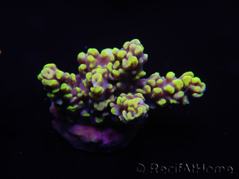 WYSIWYG Acropora millepora 15N4 Marikultur akklimatisiert LED