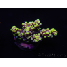 WYSIWYG Acropora millepora 15N4 Mariculture acclimaté led