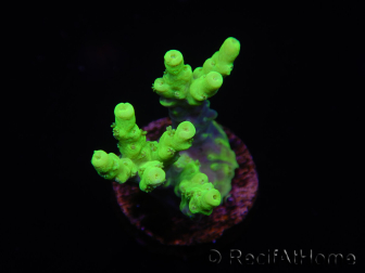 WYSIWYG Acropora 15N6 Mariculture acclimated led