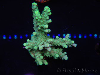 WYSIWYG Acropora 15O8 Mariculture acclimaté led