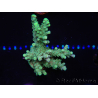 WYSIWYG Acropora 15O8 Maricultura acclimatata a led